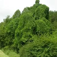 /handbook/raw/kudzu/