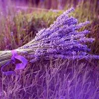 /handbook/raw/lavanda/