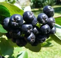 /handbook/raw/chokeberry/