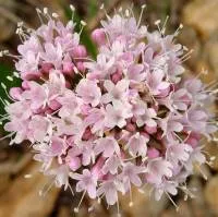 /handbook/raw/valeriana/